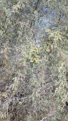 Prosopis pubescens