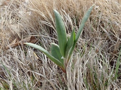 Rumex venosus