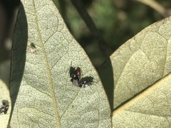 Oxycarenus luctuosus