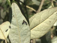 Oxycarenus luctuosus