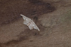 Pseuderosia humiliata