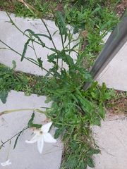 Nicotiana longiflora