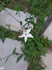 Nicotiana longiflora