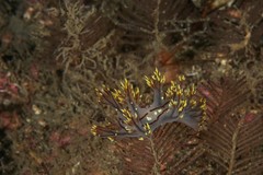 Dendronotus yrjargul