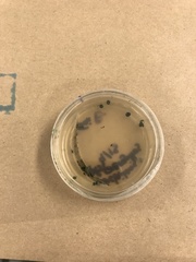 Trichoderma harzianum