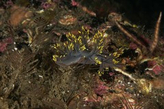 Dendronotus yrjargul
