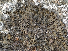 Montanelia sorediata