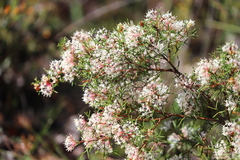 Grevillea curviloba