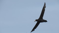 Macronectes giganteus