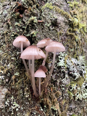 Mycena bulliformis