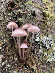 Mycena bulliformis