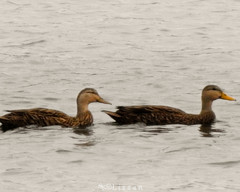 Anas fulvigula image