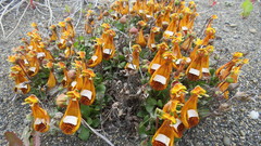 Calceolaria uniflora