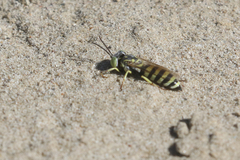 Microbembex monodonta