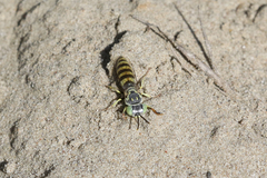 Microbembex monodonta