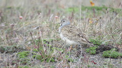 Thinocorus rumicivorus