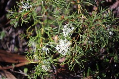Grevillea curviloba