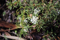 Grevillea curviloba