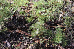Grevillea curviloba