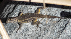 Sceloporus occidentalis