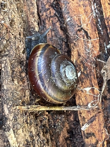 Helminthoglypta dupetithouarsi