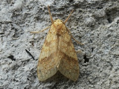 Lophocampa catenulata