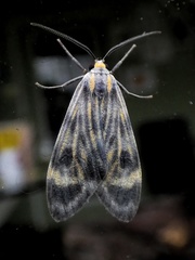 Eucereon phaeoproctum