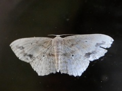 Scopula compensata