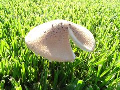 Saproamanita nauseosa