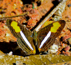 Adelpha plesaure phliassa