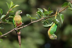 Pyrrhura frontalis chiripepe