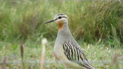 Oreopholus ruficollis