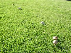 Saproamanita nauseosa