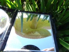 Saproamanita nauseosa