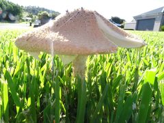 Saproamanita nauseosa
