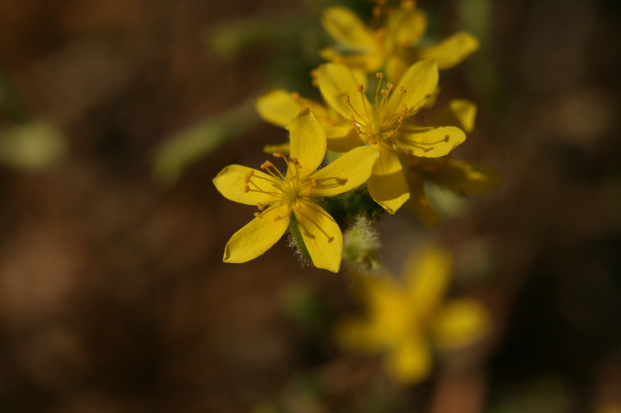 Hudsonia