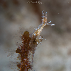 Stylocheilus polyomma