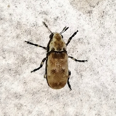 Euparius