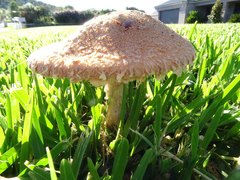 Saproamanita nauseosa