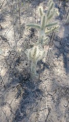 Cylindropuntieae