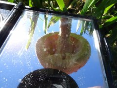 Saproamanita nauseosa