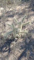 Cylindropuntieae
