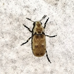Euparius