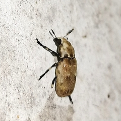 Euparius