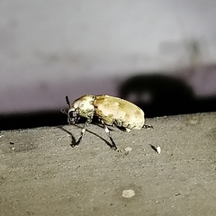 Euparius
