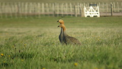 Chloephaga rubidiceps