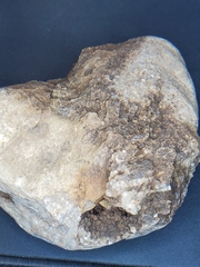 Favosites