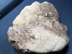 Favosites