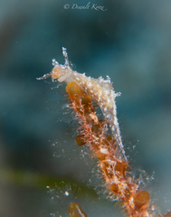 Stylocheilus polyomma