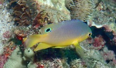 Eyespot Damselfish photo 5